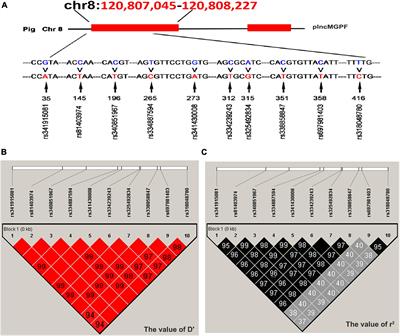 Single Nucleotide Polymorphisms of Porcine lncMGPF Regulate Meat Production Traits by Affecting RNA Stability